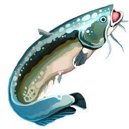 Sea Catfish