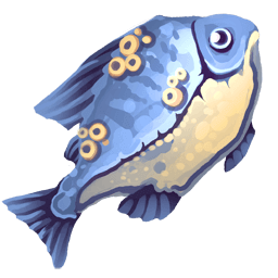 Blue Sea Bass