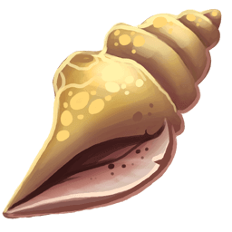 Conch Shell