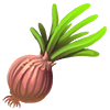Onion