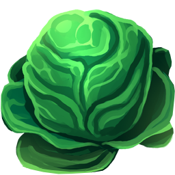 Cabbage