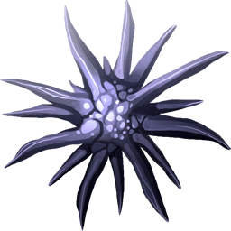 Sea Urchin
