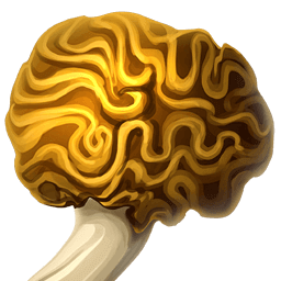 Brain Fungus