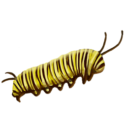 Caterpillar