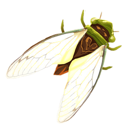 Cicada