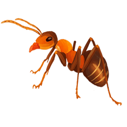 Fire Ant