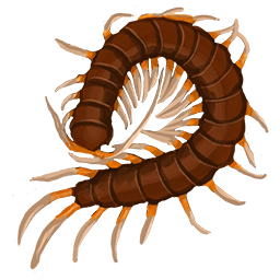 Giant Centipede