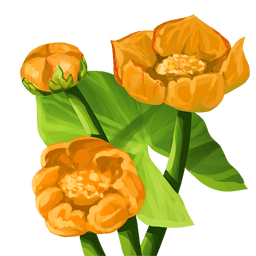 Orange Flowers