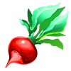 Radish