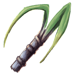 Sugar Cane