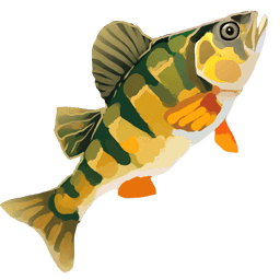 Yellow Perch